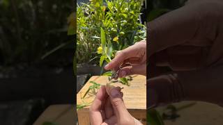 Let's learning propagation dendrobium orchid plant / simple easy tutorial #orchid
