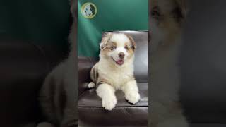Meet the Miniature Australian Shepherd