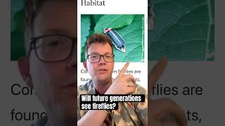 Are fireflies going extinct?