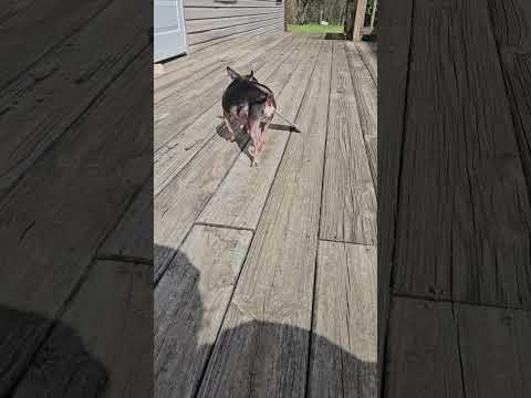 Grim fetchs mail too #chihuahuasofinstagram #chihuahuafanclub #grimreaper #dogsofyoutube #mybuddy