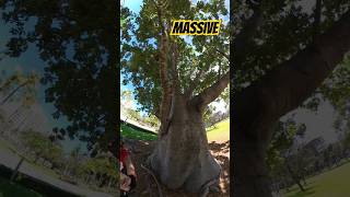 Massive Baobab Tree only place USA you can 🙈 SEE ONE! super rare find...#baobab #baobabtree #spirit