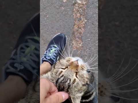 Monastery Cat of Blissful Happiness (Cures Anxiety on Watch)