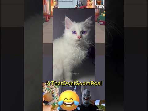 Funny cats 😂😂