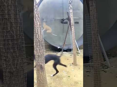 #dog #shorts #animais #cachorro