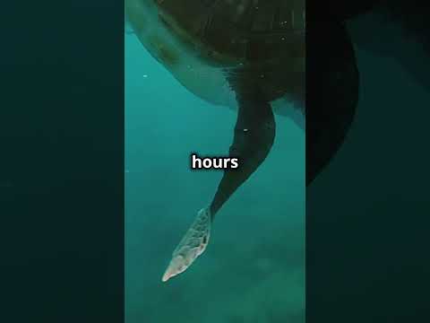 5 Astonishing Sea Turtle Facts That Will Leave You Speechless!