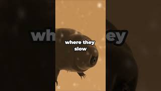 Tardigrades: The Micro Animal That Survives Space and Extreme Conditions!