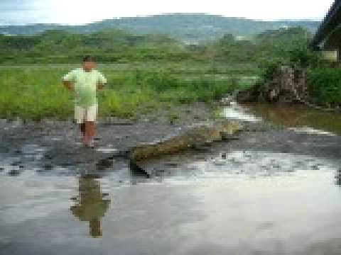 Tarcoles River Crocodile!