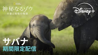 【期間限定フル公開】ナショナル ジオグラフィック 『神秘なるゾウの愛と知性の物語』「サバナ」｜Disney+ (ディズニープラス）
