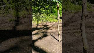 bushcraft skills: DIY How to Navigate WITHOUT a Compass. #bushcraft #shorts #survival #skills #diy