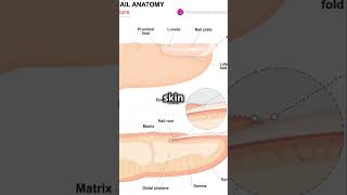 The Science Behind Neil Growth! Never-Ending! #NailScience