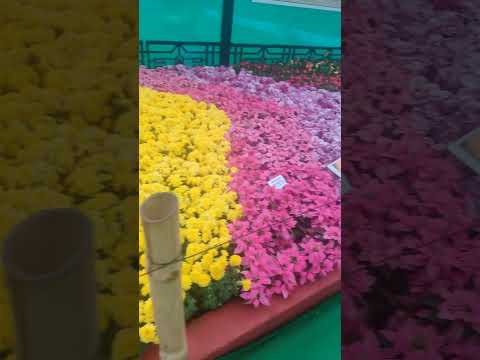Lalbagh flower show