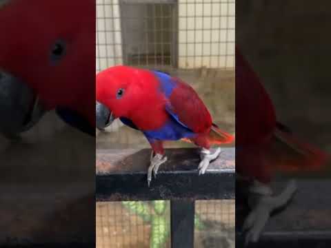 parrot ❣️  #shorts #shortvideo