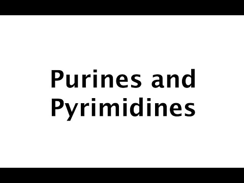 Purines and Pyrimidines (#19)