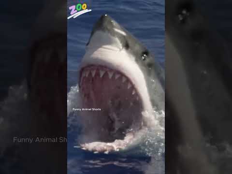 Before & After Animals Growing Up. Amazing Animal Transformation ✅ #short #animalsofyoutube #tiktok