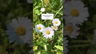 beautiful flowers in the background. #midaheim #gardenflowers #ytshorts #springvibes #wildflowers