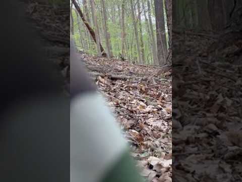 Turkey hunt!