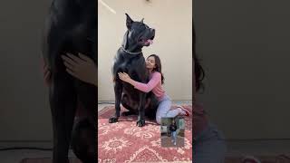 #cutedogvideos #furryfriends #dogfamily #doglover #cuddlebuddy #dogsnuggles #bigdoglove