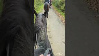 finally back on the horses #wildpaws #antizoo #horseriding #halloween #hackingout