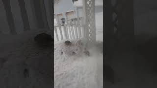 Quail on the deck having a snack. 🥰🥰🥰