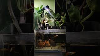 Low Budget Aquarium | Maintenance free #aquariumlife #aquascapegallery #aquarium