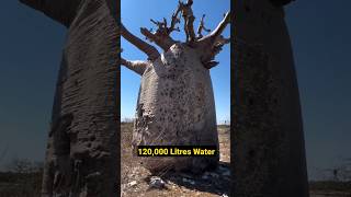 Africa Baobab Tree🌲#telugufacts #intrestingfacts #telugu