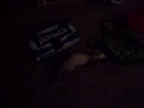 FERRET HIDES STOLEN GOODS