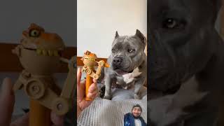 American bully#maoriblue #trendingshorts#funny#funnyamericanbully#bullyamerican#animals#bengaltiger