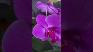 #short #shorts #flower #flowers #orchid #orchidslover #plants #plantlover #flowerlover #viralshorts