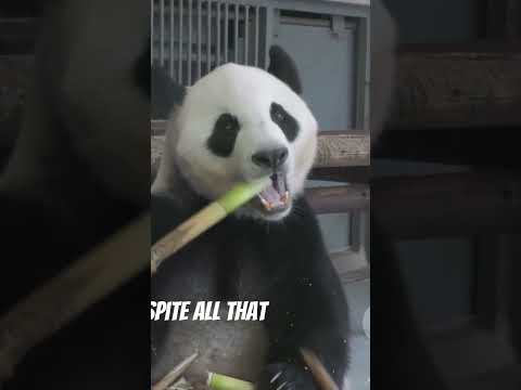 Nature's clumsy goofball.  #panda #clumsy #fluffyfails