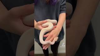 Showing Ivory off!❣️ #snake #ballpython #ballpythonsofinstagram #ballpythonsoftiktok #reptile