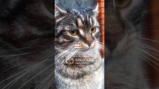 What he says #Algorithm #CodingHumor #ProgrammingHumor #TechComedy #FunnyShorts #YouTubeShorts