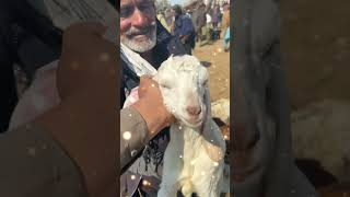 Rajanpuri Goat Just 10000|Low Price Rajanpuri Bakray|Cheapest Goat Market in Pakistan|राजनपुरी बक्री