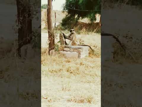 कारोला की कॉमेडी बंदर सांचौर