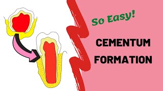 Cementogenesis | Dental Lectures