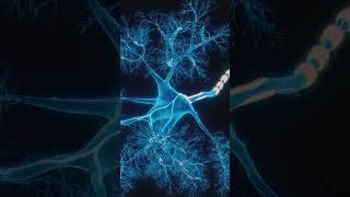 How an Action Potential Becomes Behaviour (Neuroscience Explained)