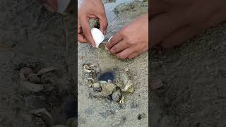 Using chicken egg to catch octopus #octopusdeploy #shortsvideo #shorts #fyp