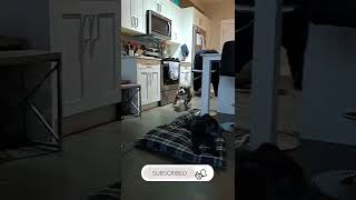 FUNNY AMERICAN BULLY GETS THE ZOOMIES | #cute #dog #shorts