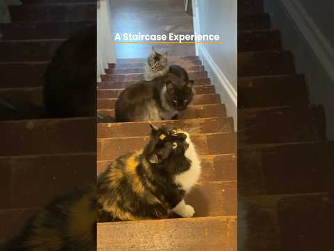 The cat at the end is the best part