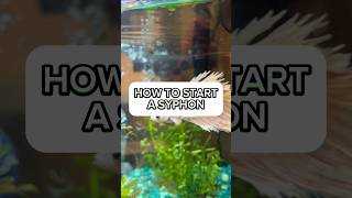 How do I start a syphon? (How to use a gravel vacuum for my aquarium) #fishtankcleaning #fishtank