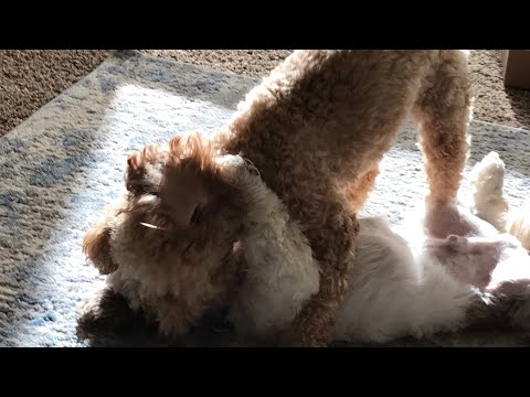 When my dog meet his friend