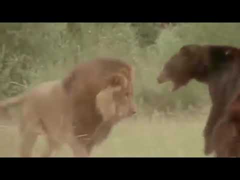 When the Detroit Lions play the Chicago Bears
