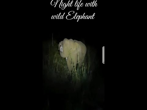 Night life with wild Elephant #shots#