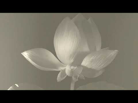 「 visual meditation 」ft  jhene aiko (lotus)「 hour of ocean waves sunrise golden aura  」