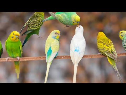 Happy budgie sounds for lonely budgies 4k 60fps
