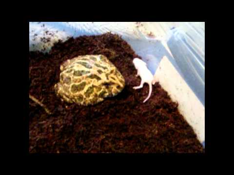 PACMAN FROG SLAYS MOUSE