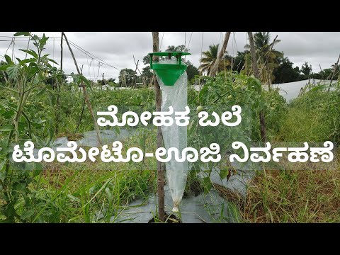 ಸರಳ ಮತ್ತು ಕಡಿಮೆ ವೆಚ್ಚದ ಟೊಮೇಟೊ ಊಜಿ ನಿರ್ವಹಣೆ | Tomato Leaf Miner | Organic Farming - ಸಾವಯವ ಕೃಷಿ