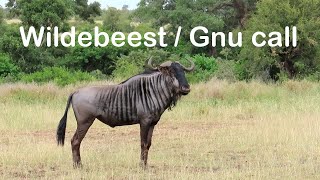 Gnu, or Wildebeest call / sound