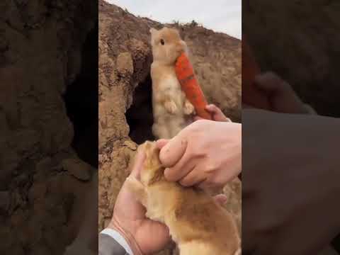 Meet the CUTEST Little Bunny Family Ever Discovered