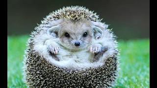 Hedgehog Book Recommendations of the d'Urbervilles!