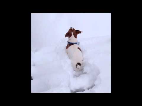 Reggie the Snow Dog